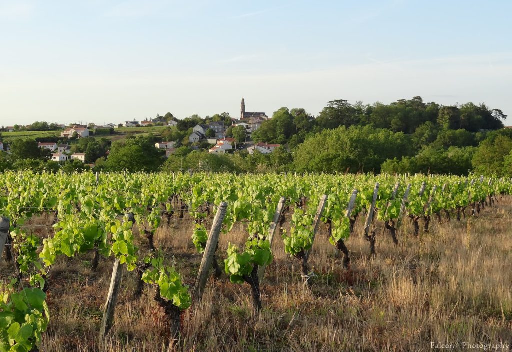 vignoble-nantais